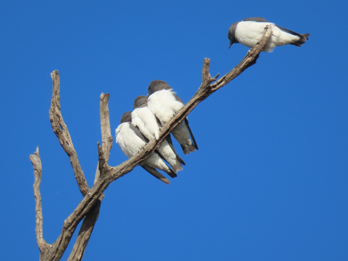 White-breasted Woodswallow - Kenny Spottit
