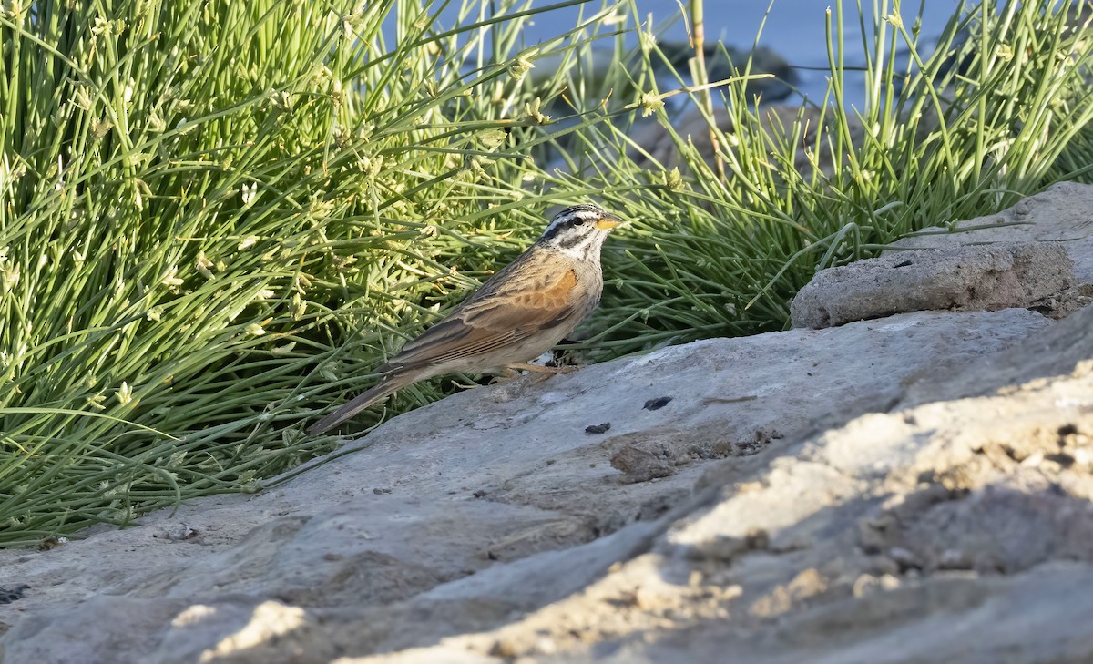 Striolated Bunting - Peter Candido