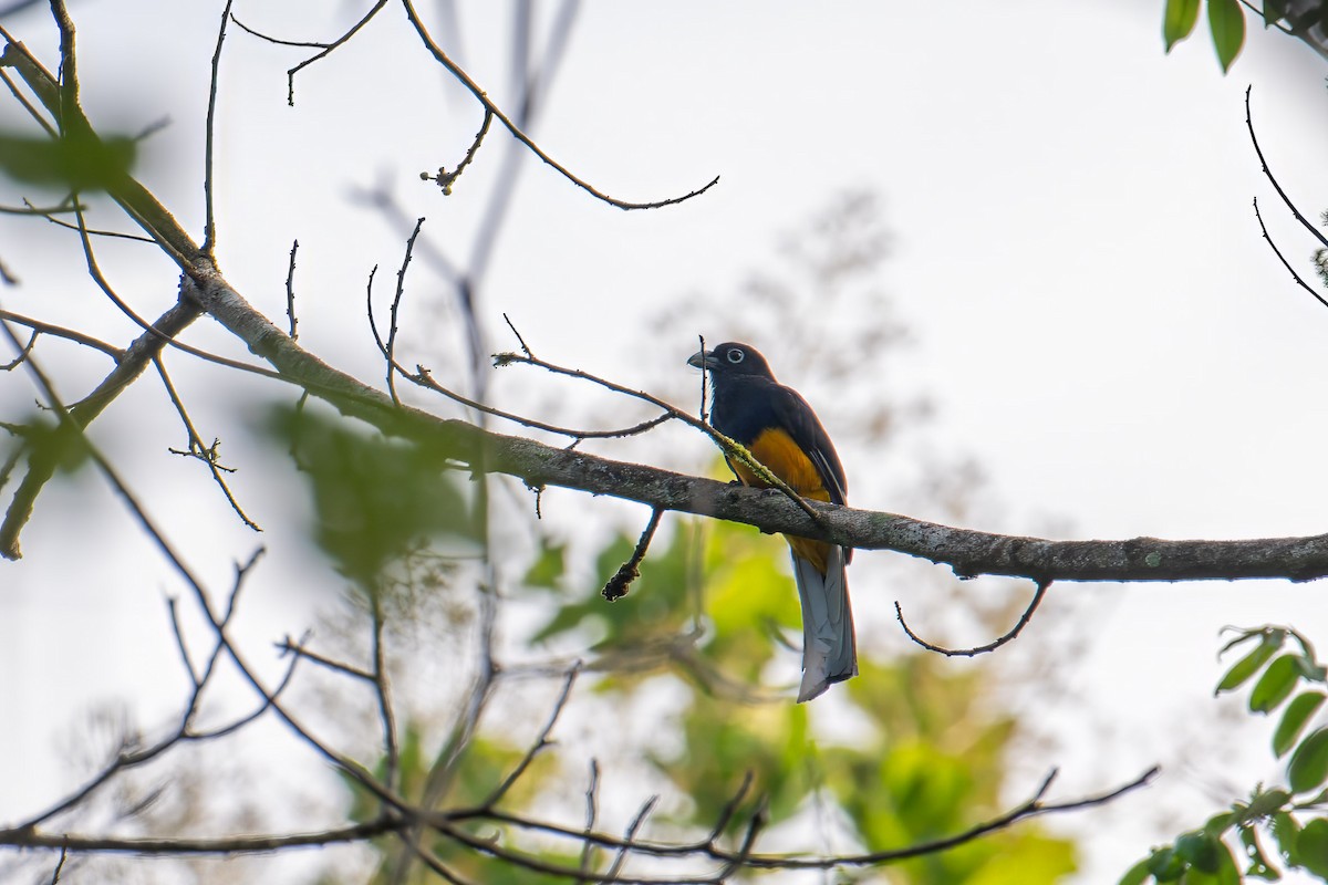 White-tailed Trogon - Andrew Newmark