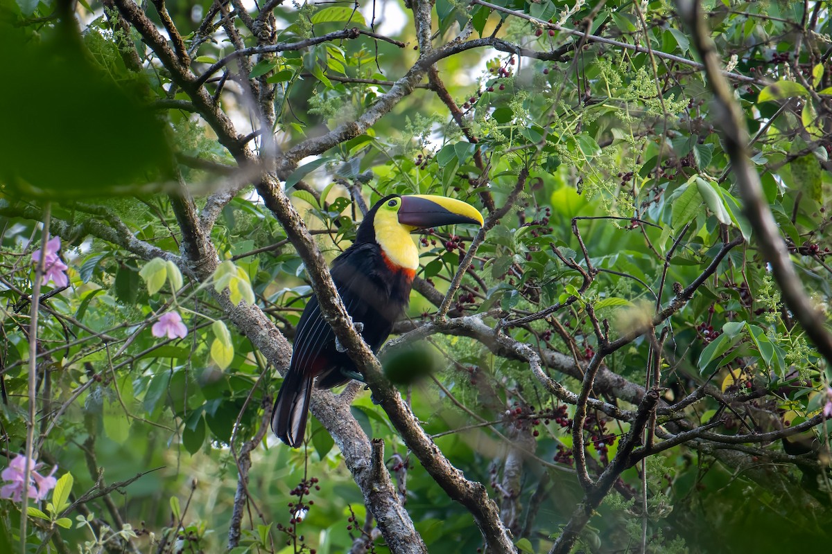 Yellow-throated Toucan - Andrew Newmark