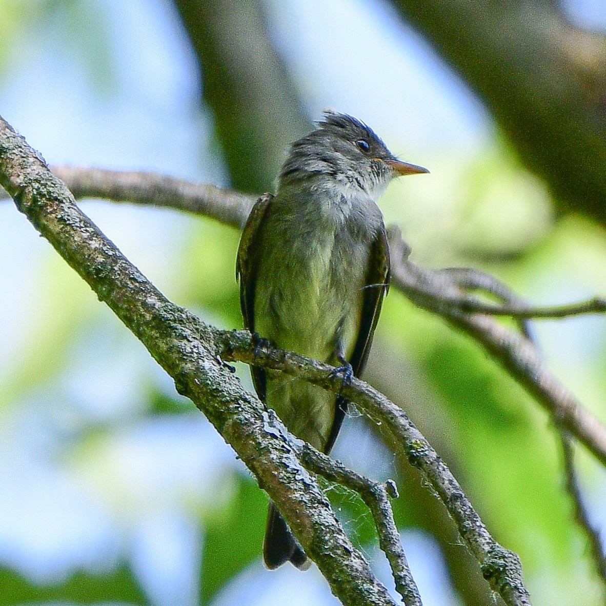 Eastern Wood-Pewee - ML581663121