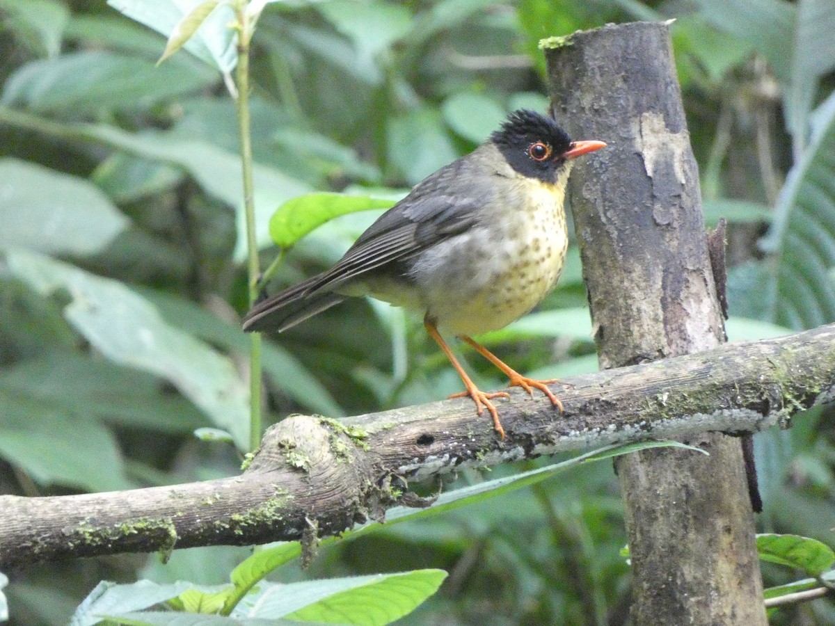 Yellow-throated Nightingale-Thrush - Donald Wellmann