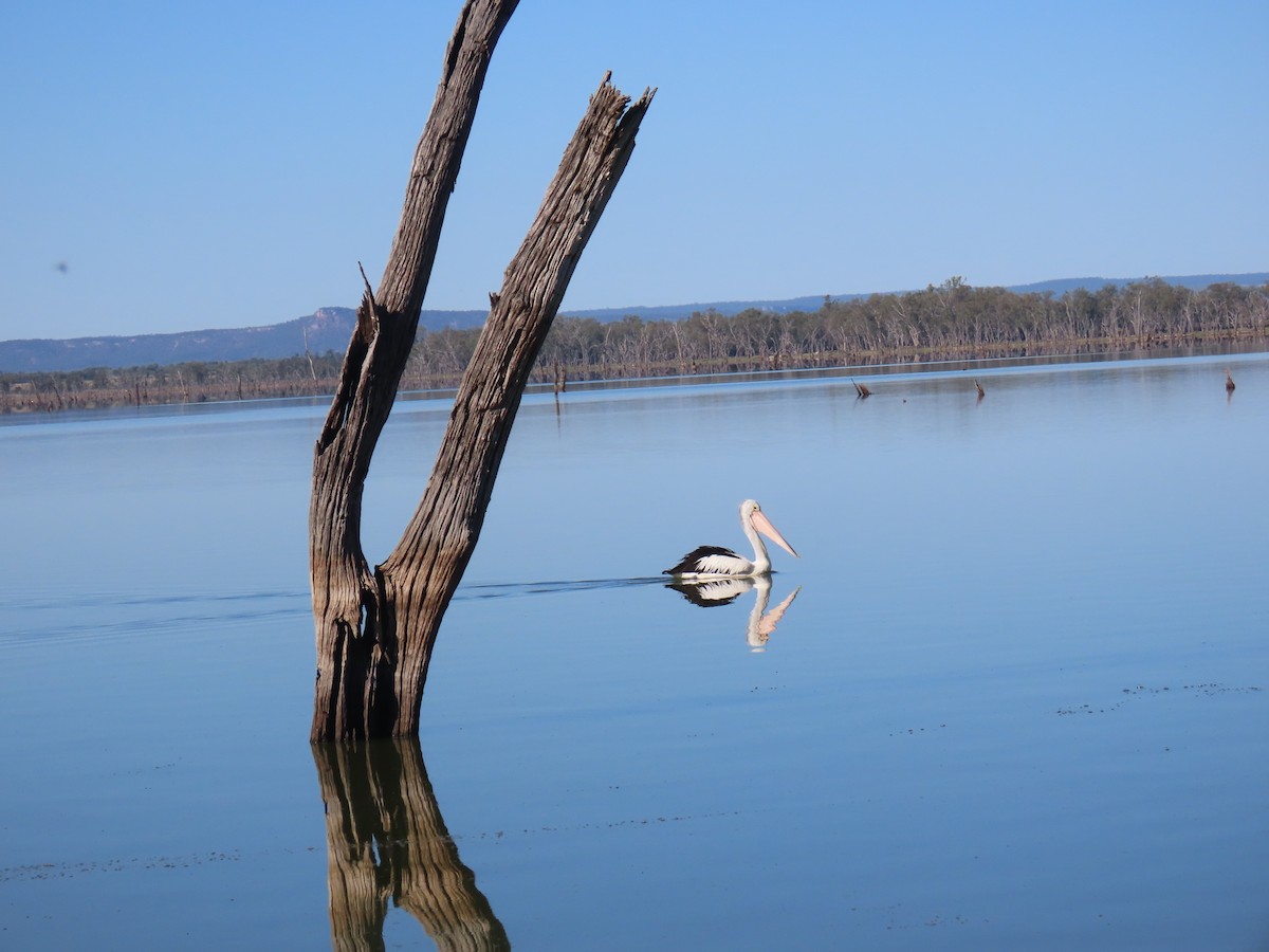 pelikán australský - ML581665181