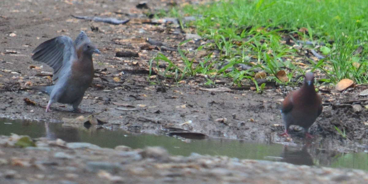 Pale-vented Pigeon - ML581665711