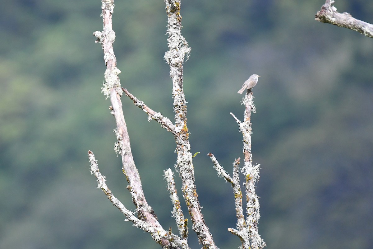 Japanese Bush Warbler - ML581665931