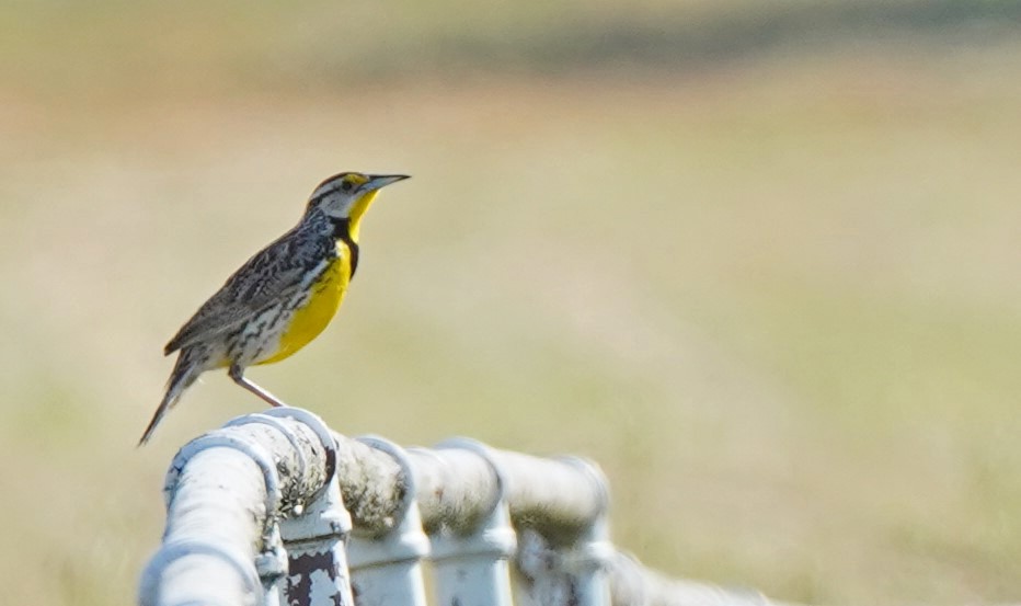 Eastern Meadowlark - John Daniel