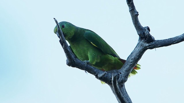 Scaly-naped Amazon - ML581668211