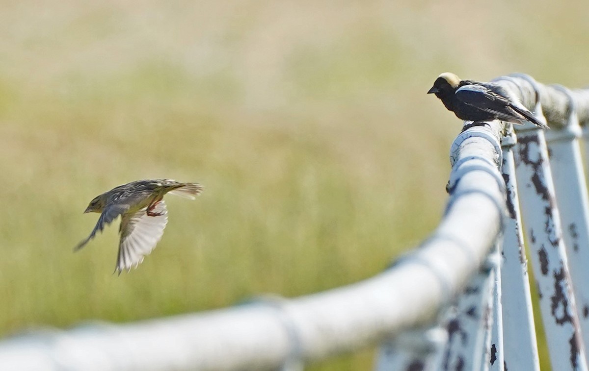 Bobolink - John Daniel