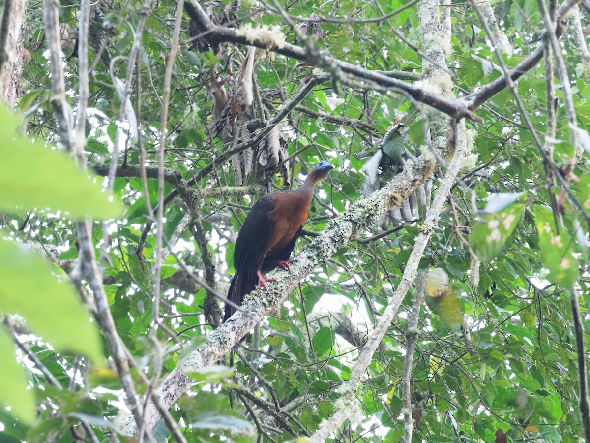 Sickle-winged Guan - ML581668941
