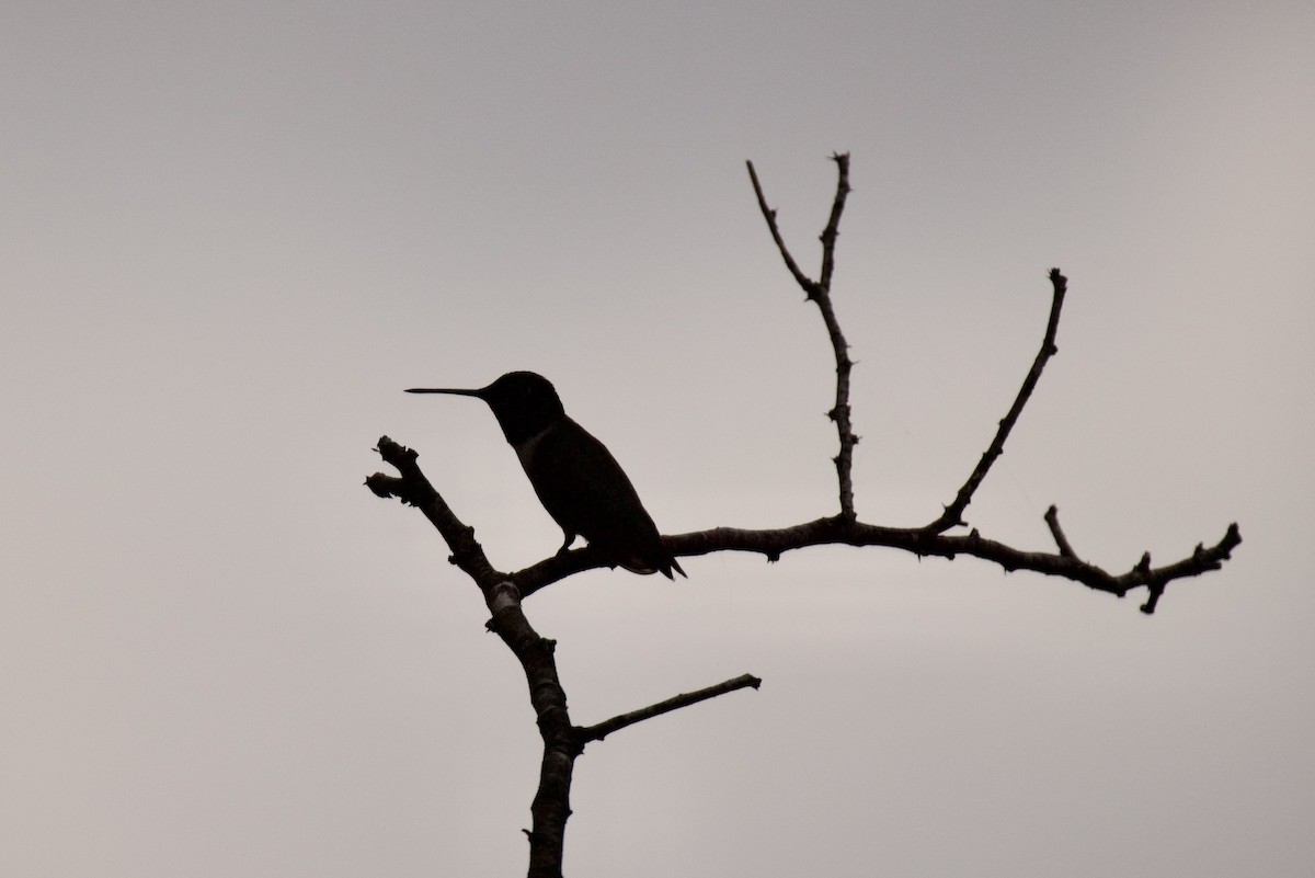 Black-chinned Hummingbird - ML581669051