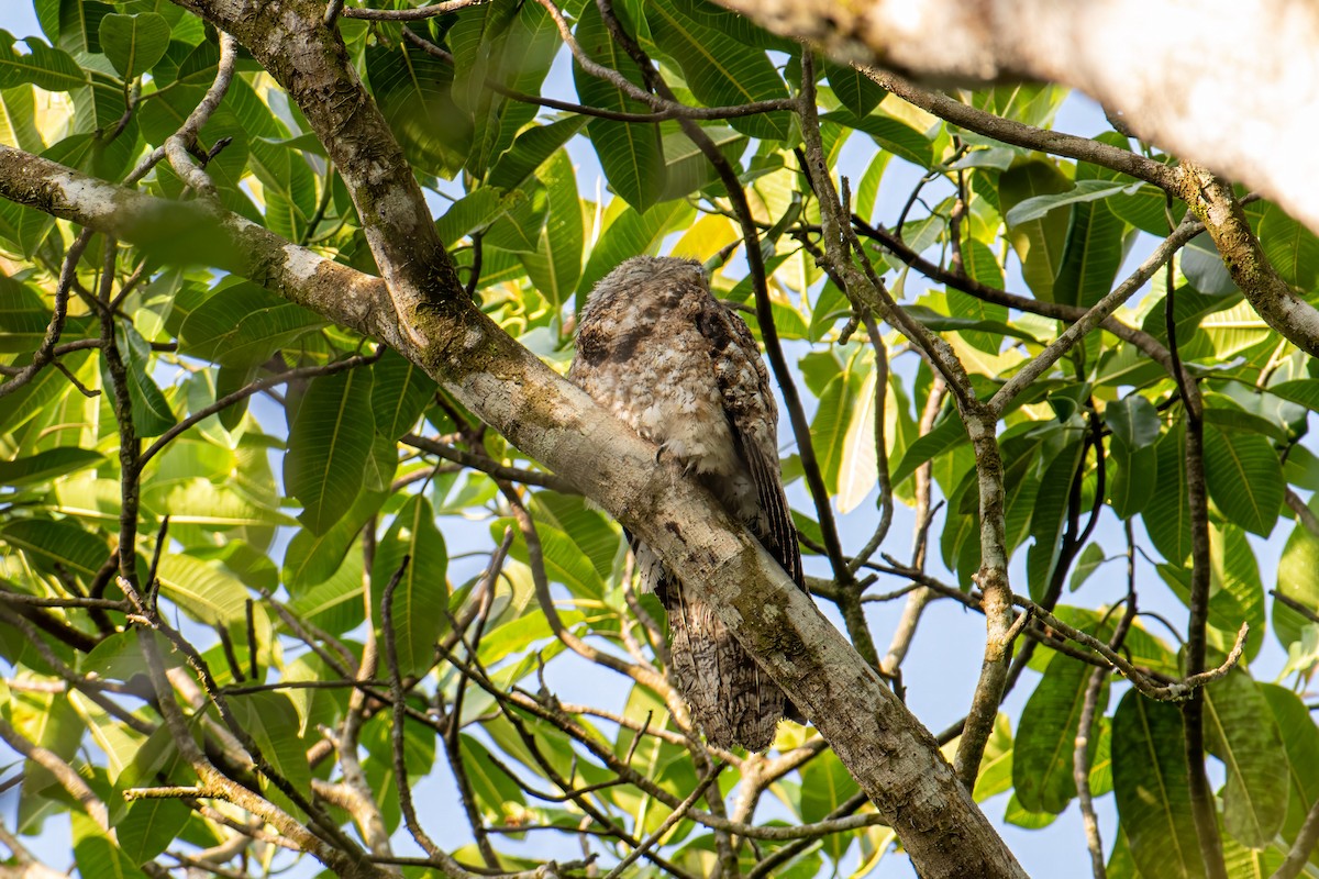 Great Potoo - ML581670021