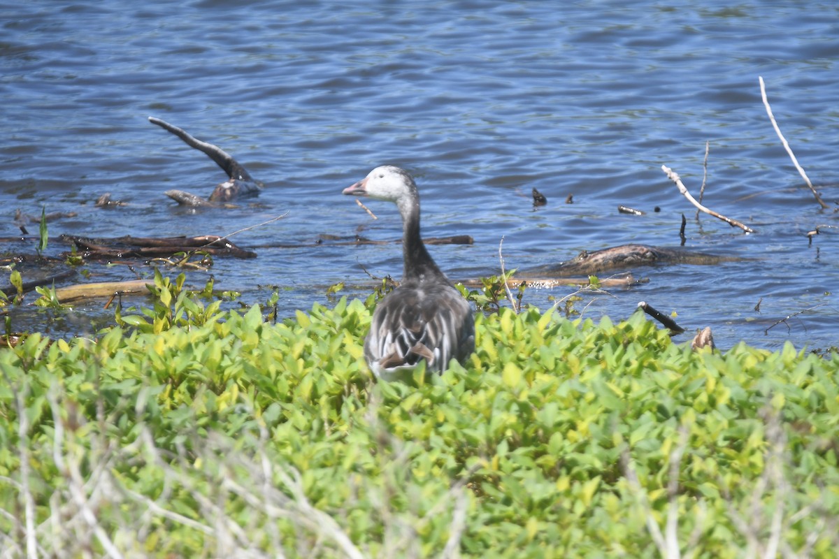 Snow Goose - ML581670841