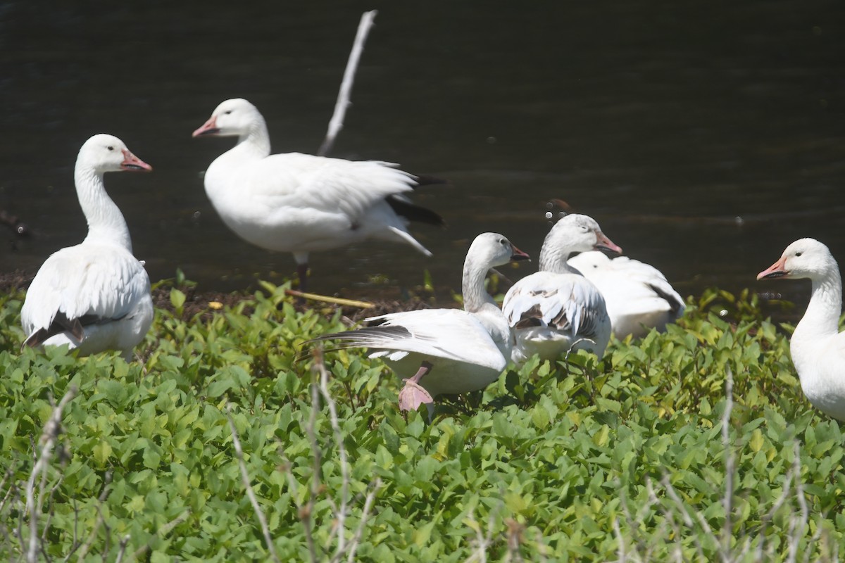 Snow Goose - ML581670861