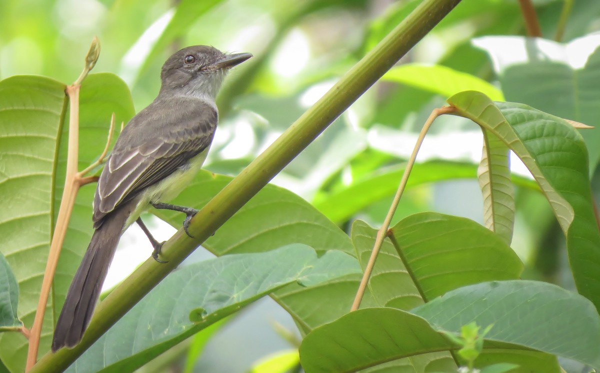 Short-crested Flycatcher - ML58167131