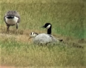 Bar-headed Goose - ML581671421