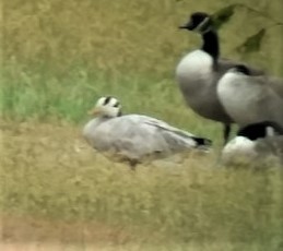 Bar-headed Goose - Terry Bronson