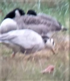 Bar-headed Goose - ML581671671