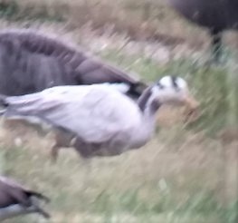 Bar-headed Goose - ML581671791