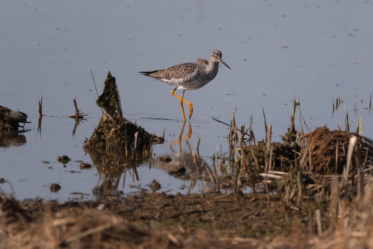 Greater Yellowlegs - ML581671891