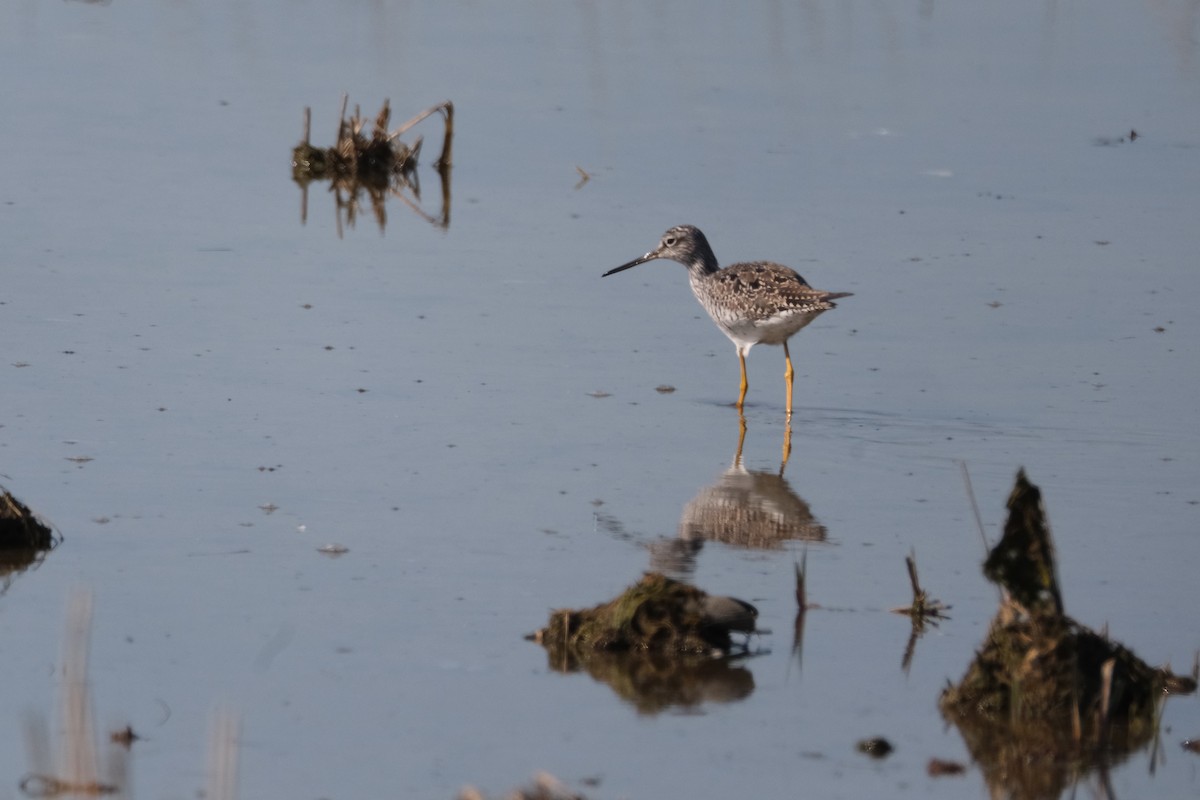 Greater Yellowlegs - ML581671901