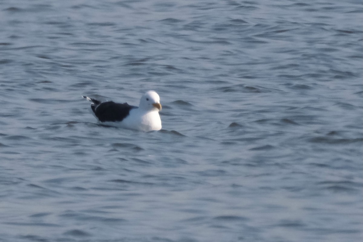 Great Black-backed Gull - Alexander Rabb