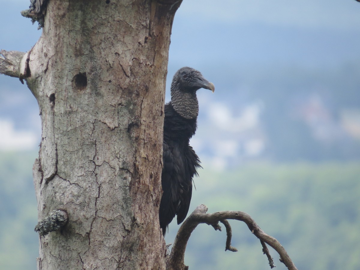 Black Vulture - ML581672461