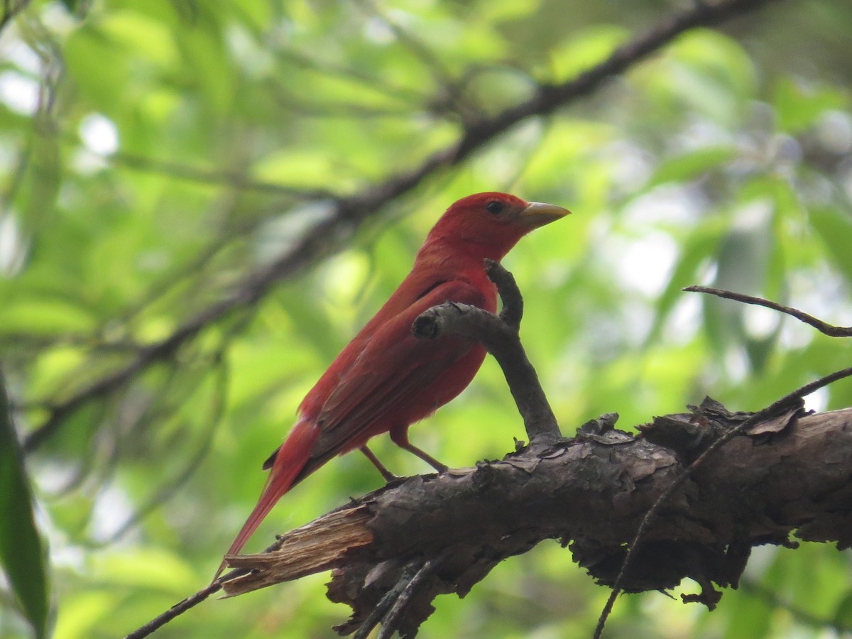 Summer Tanager - ML581672561