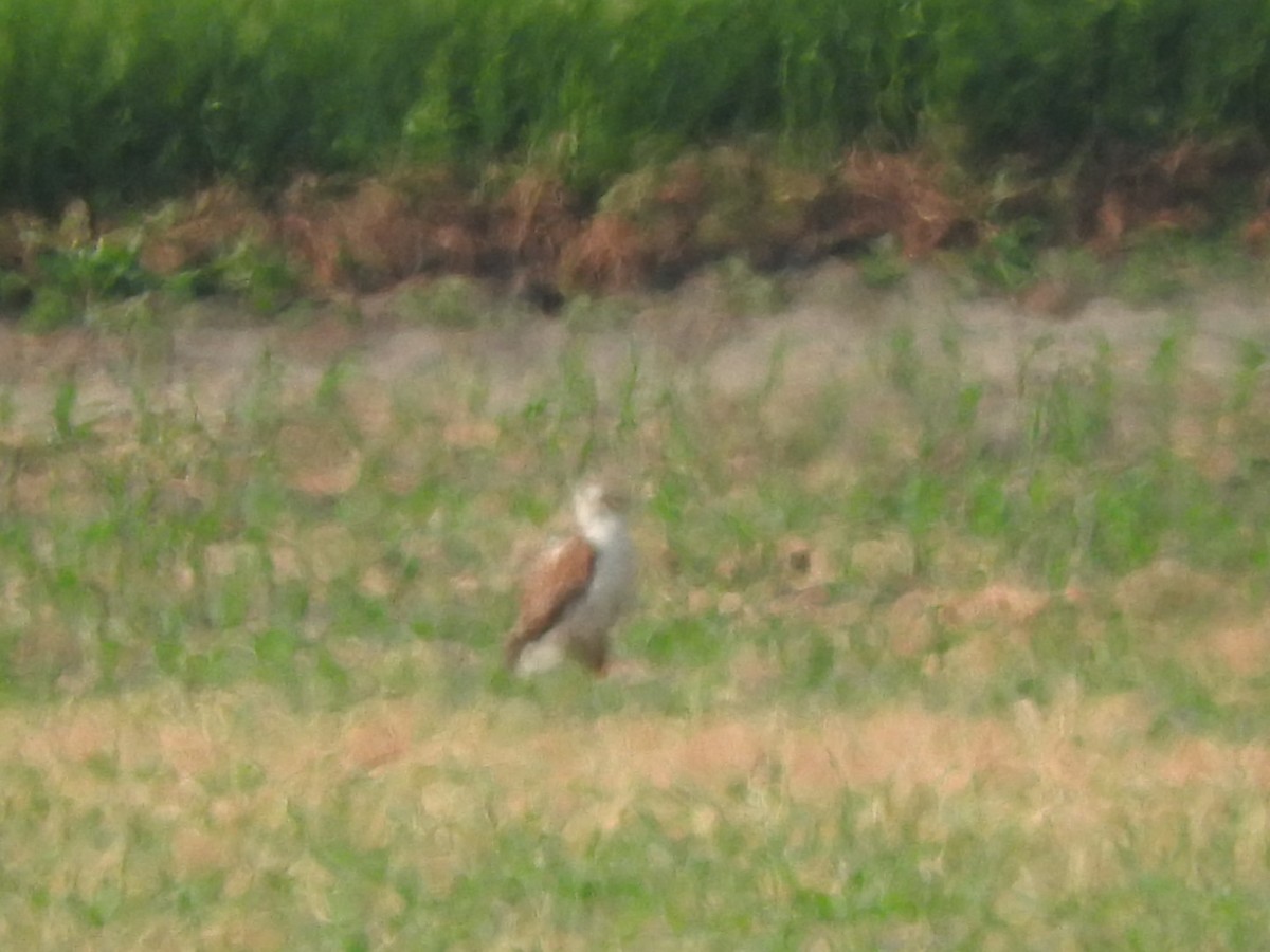 Ferruginous Hawk - ML581674301