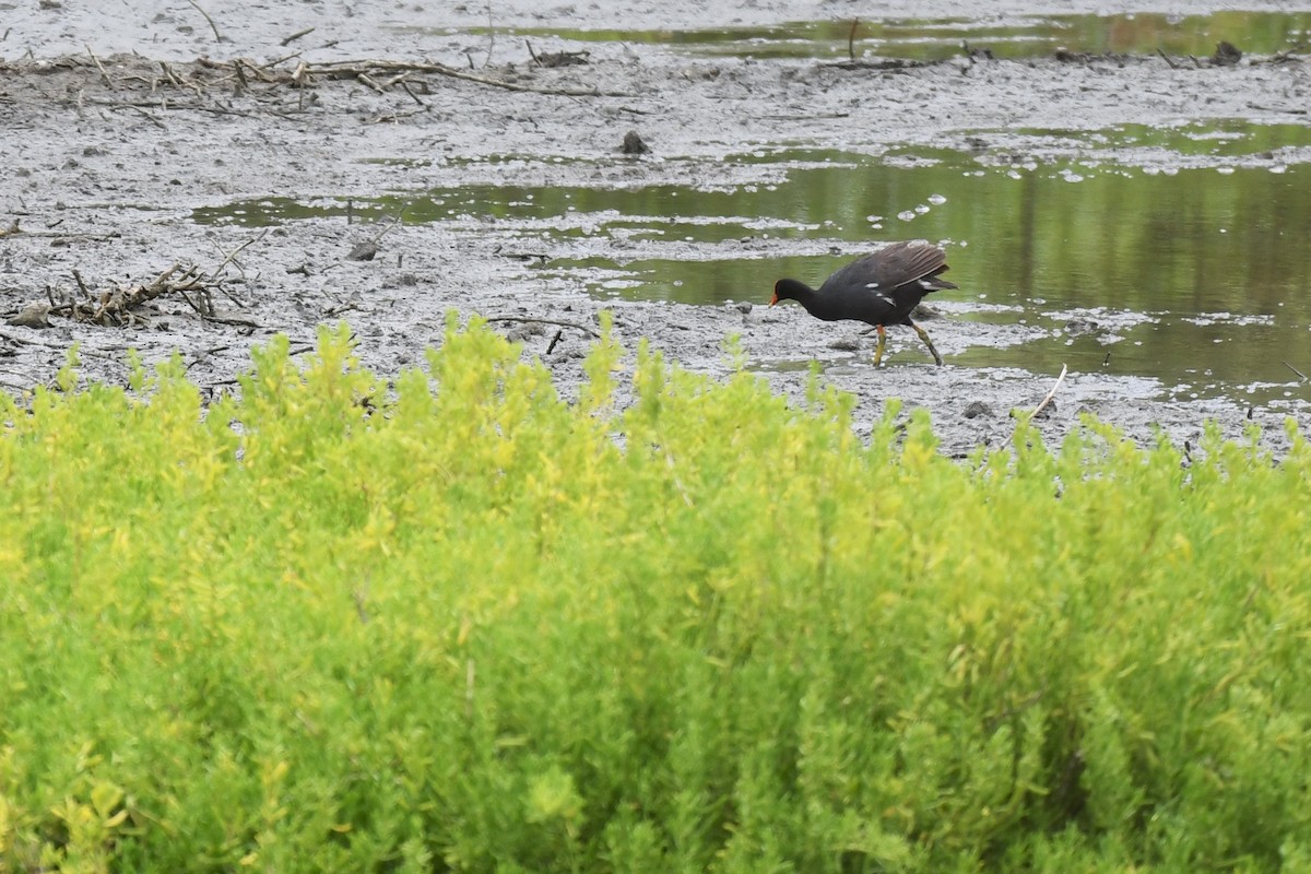 Common Gallinule (Hawaiian) - ML581674321