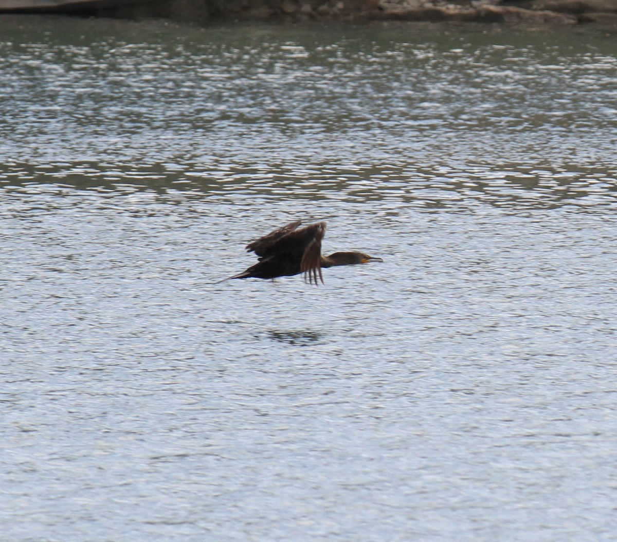 Double-crested Cormorant - ML581674491