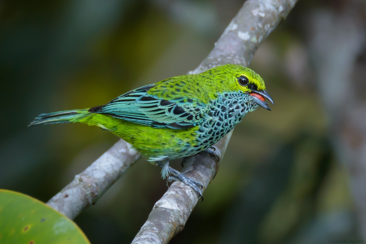 Speckled Tanager - Luis  Agudelo