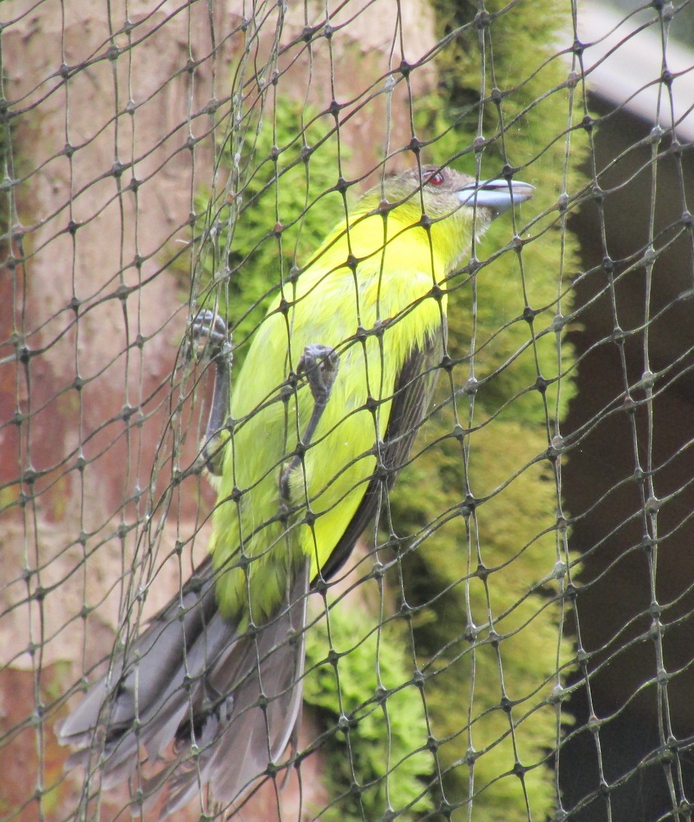 Flame-rumped Tanager (Lemon-rumped) - Gregoriah Hartman