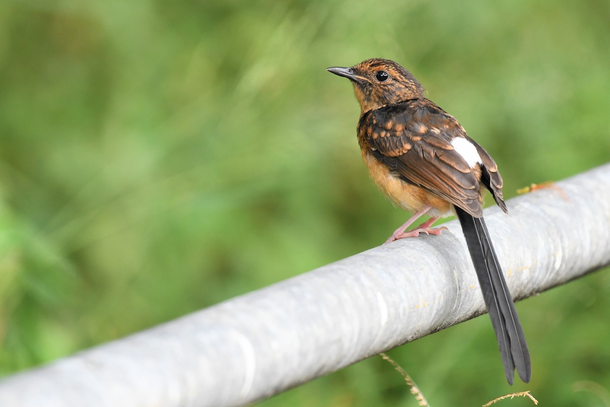 White-rumped Shama - ML581675671