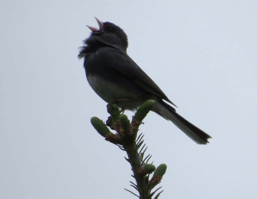 Junco Ojioscuro (hyemalis/carolinensis) - ML581675741