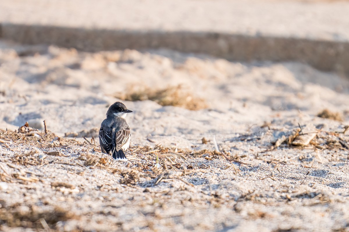 Eastern Kingbird - ML581676441