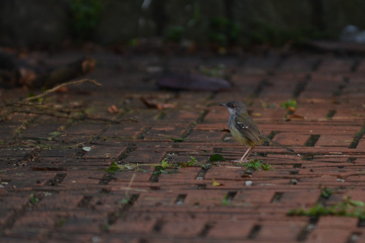 Bar-winged Prinia - ML58167851