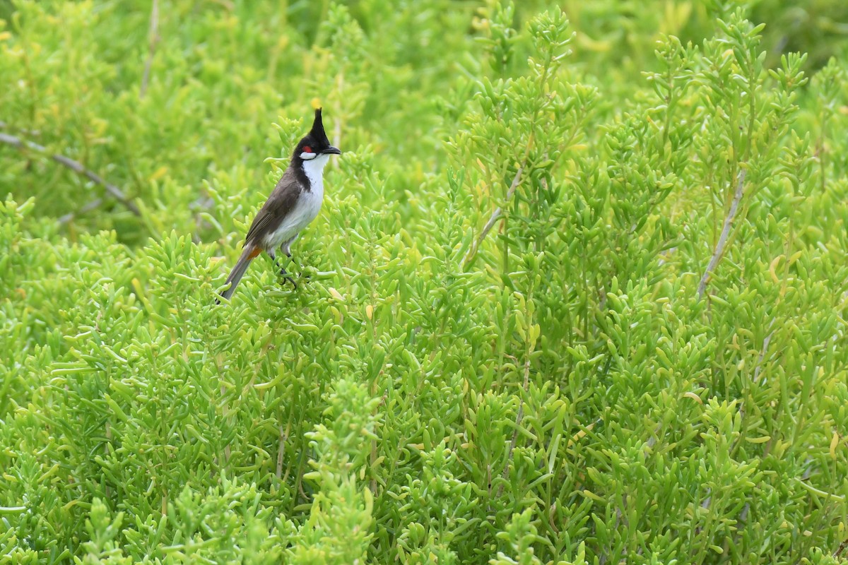 Red-whiskered Bulbul - Bill Eisele