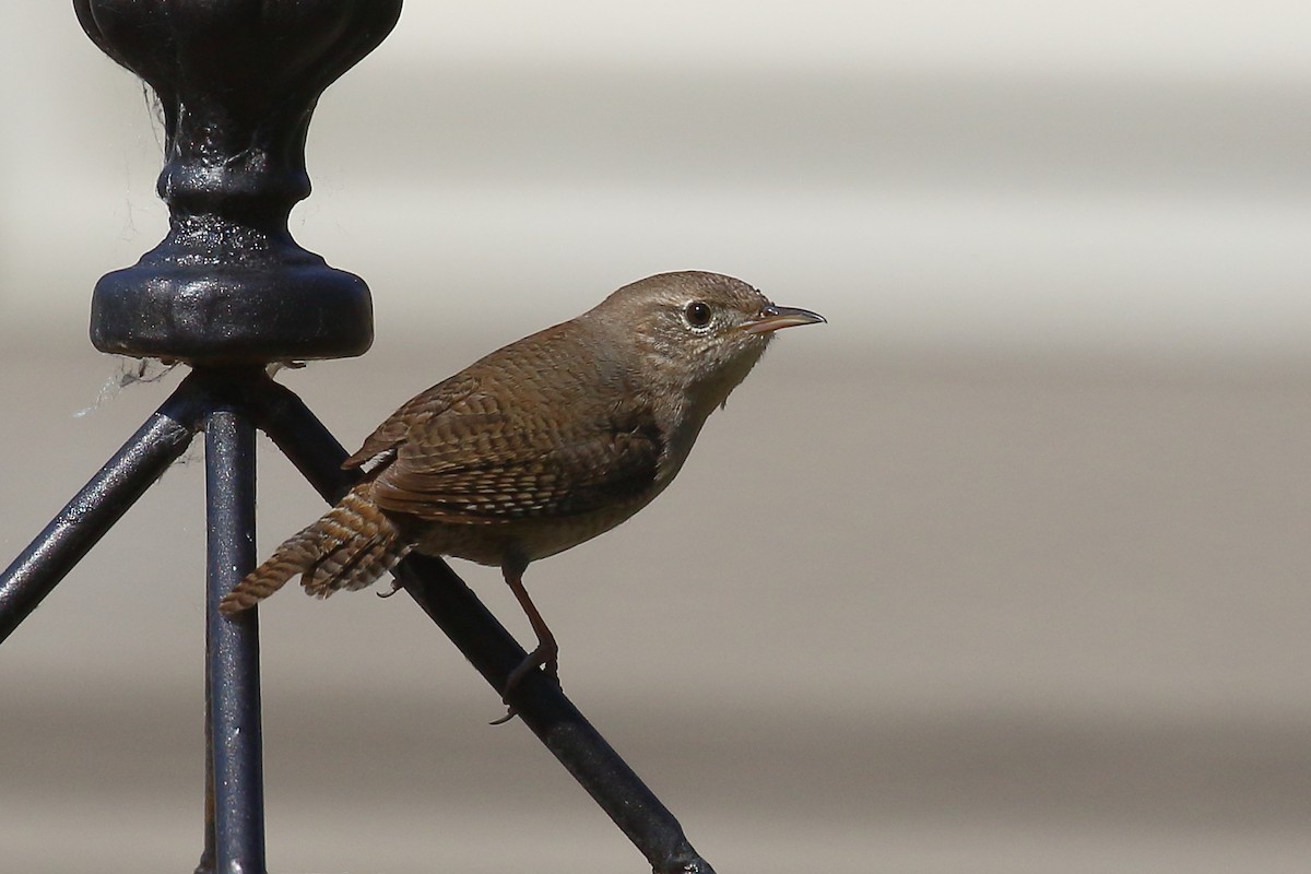 House Wren - Douglas Faulder