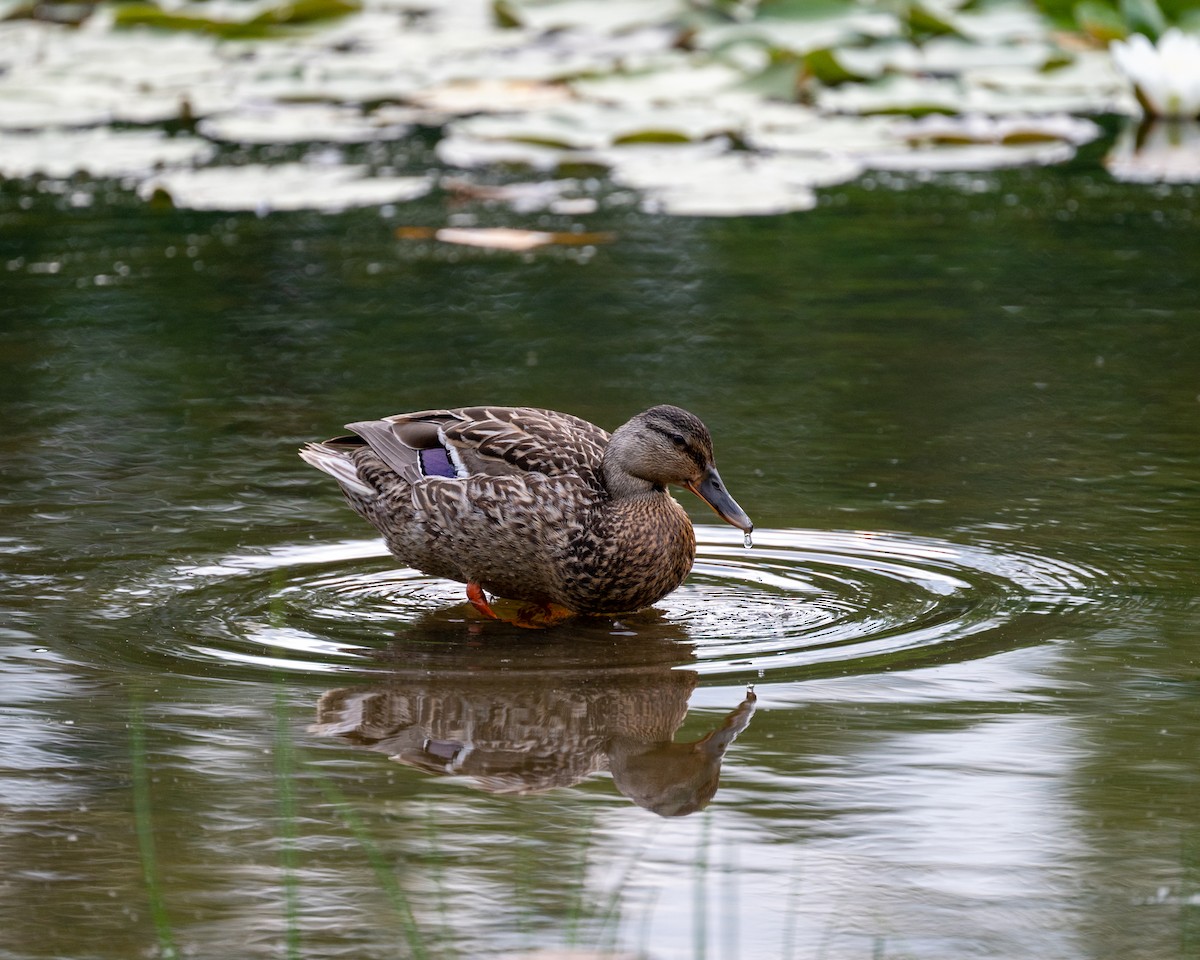 Canard colvert - ML581679281