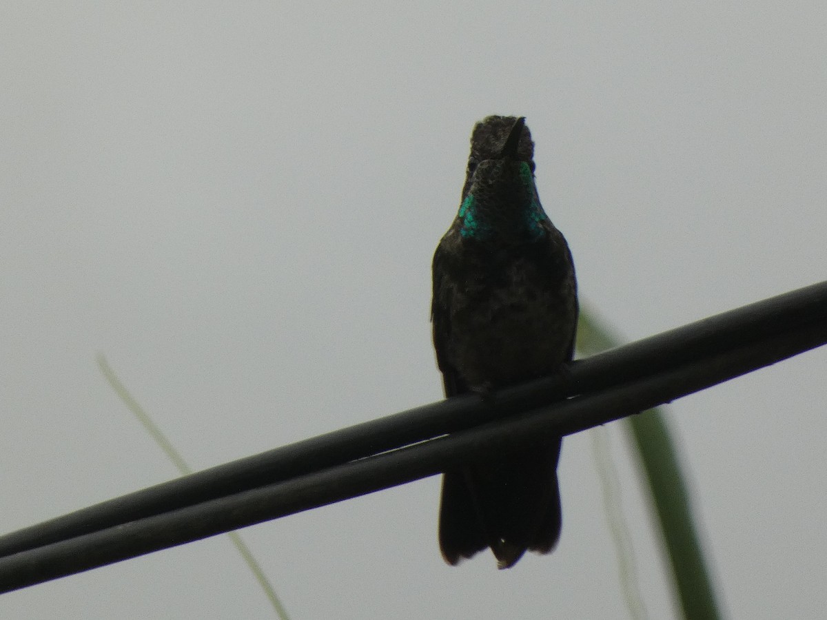 Rivoli's Hummingbird - ML581679671