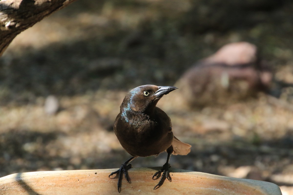 Common Grackle - ML581680231