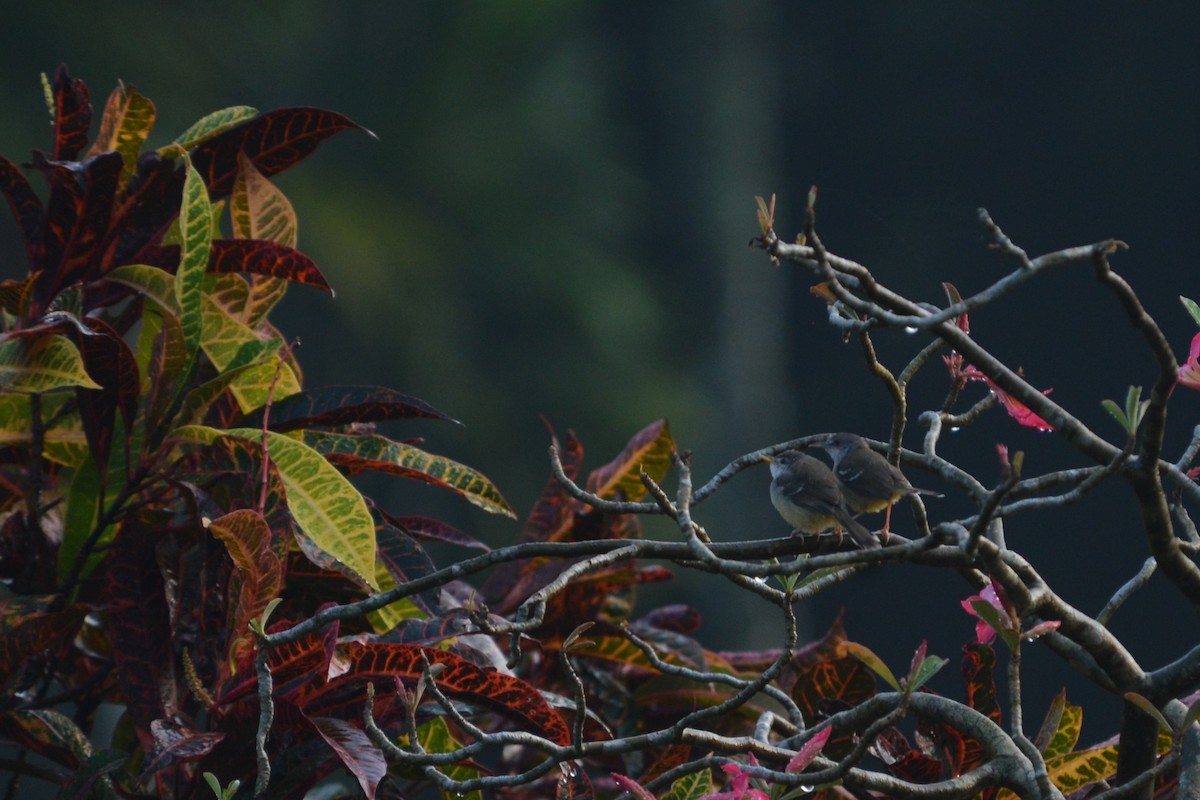 Bar-winged Prinia - ML58168041