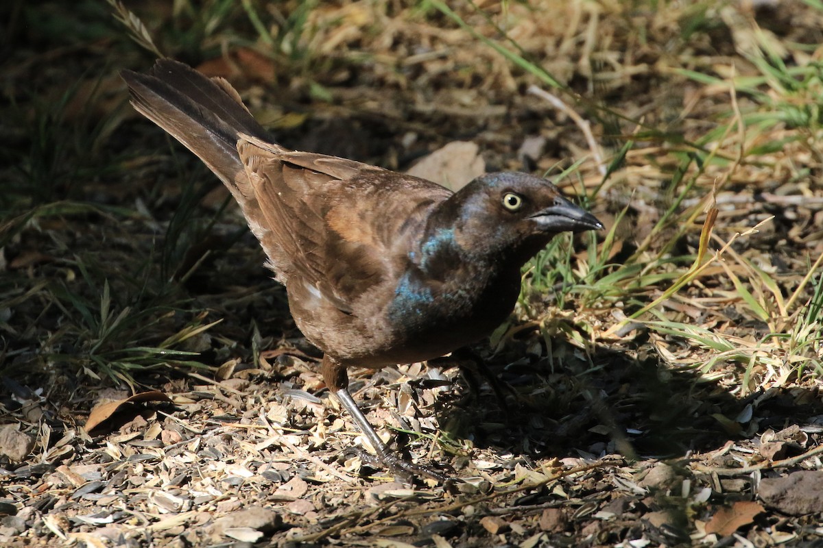 Common Grackle - ML581680431