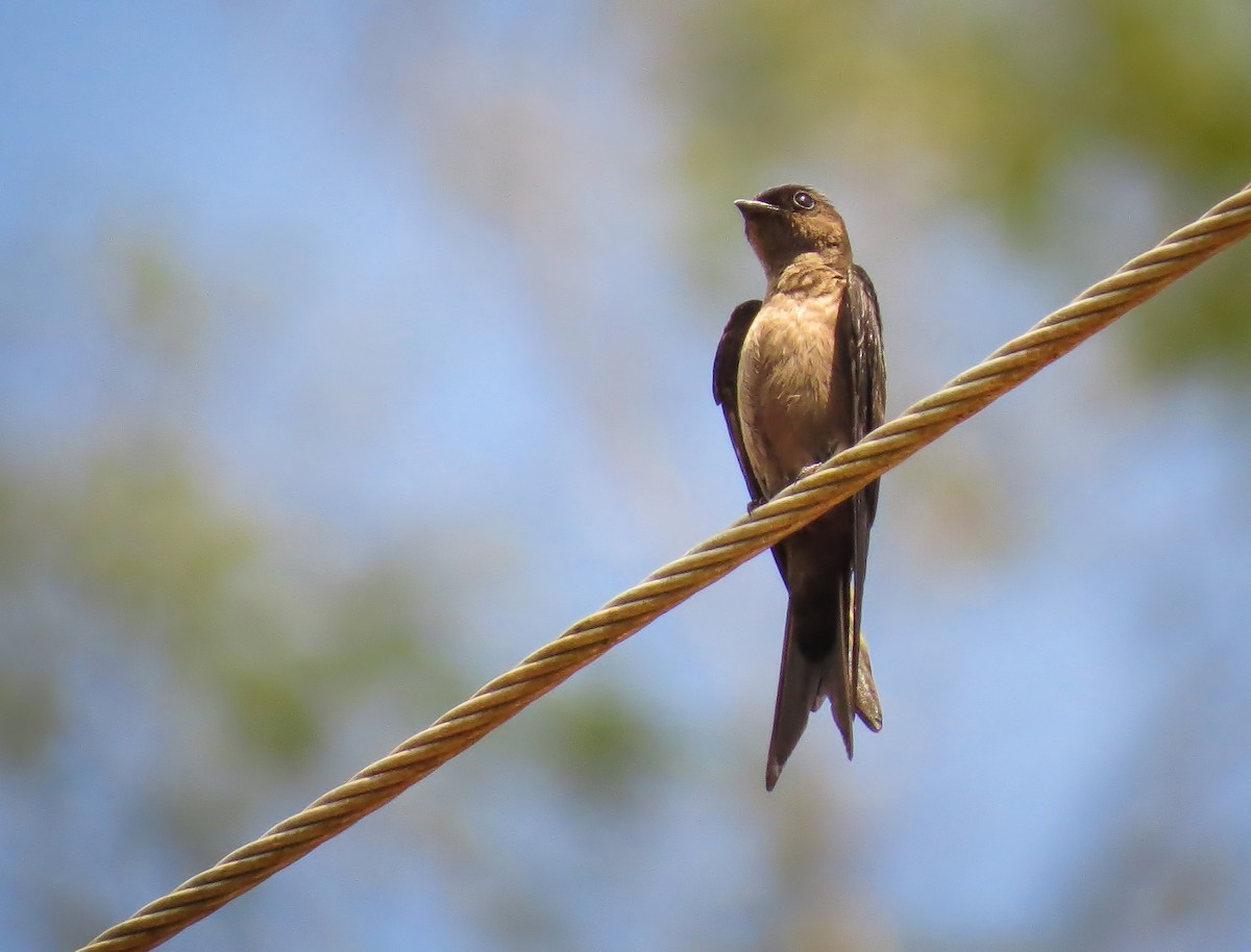 White-thighed Swallow - ML58168111