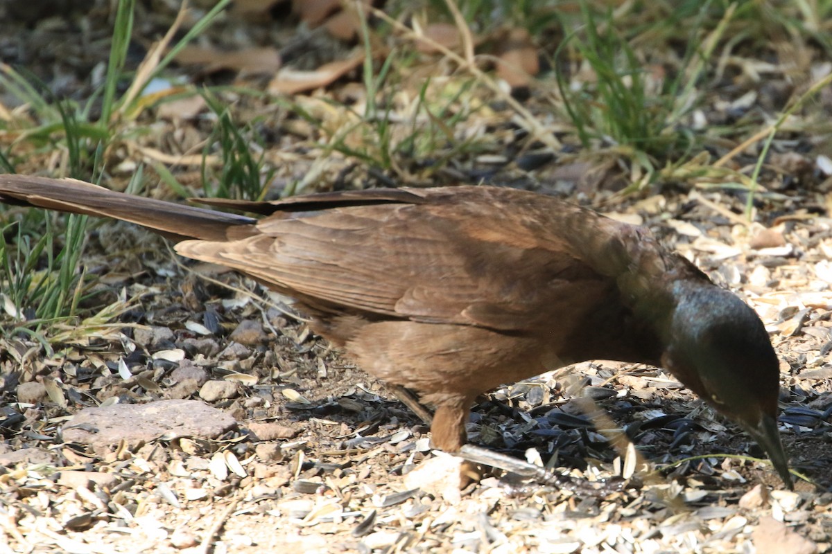 Common Grackle - ML581681161