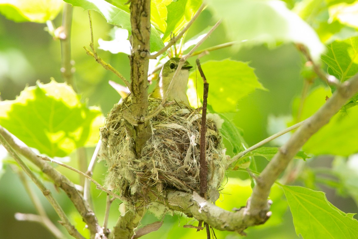 American Redstart - ML581681271