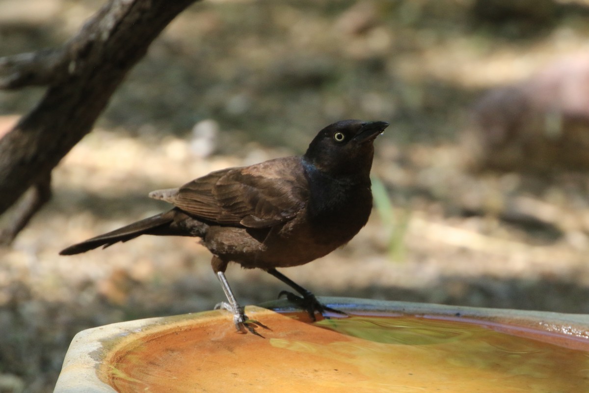 Common Grackle - ML581681321