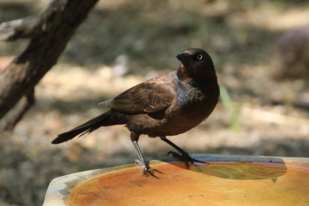 Common Grackle - ML581681701