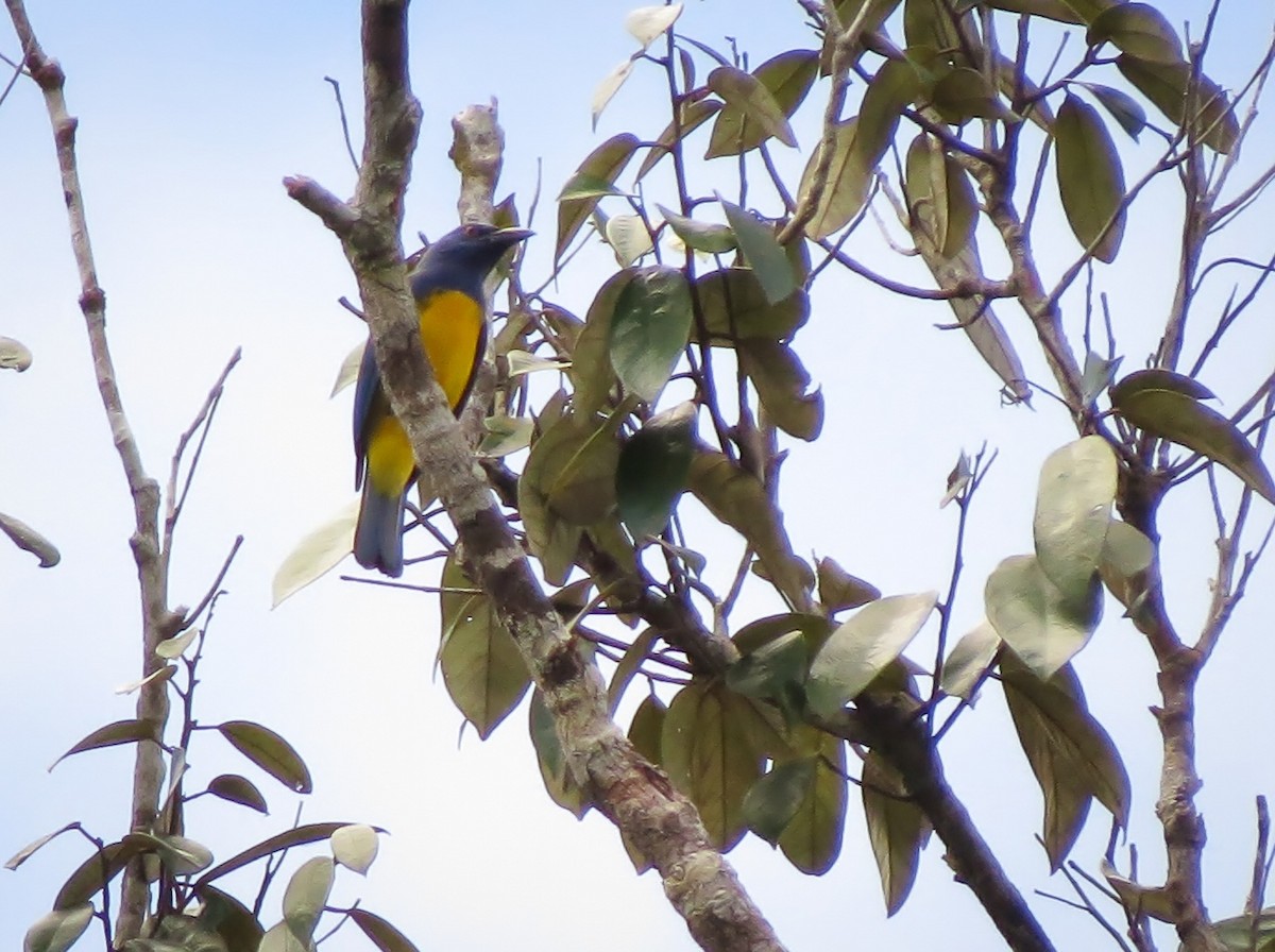 Blue-backed Tanager - ML58168171