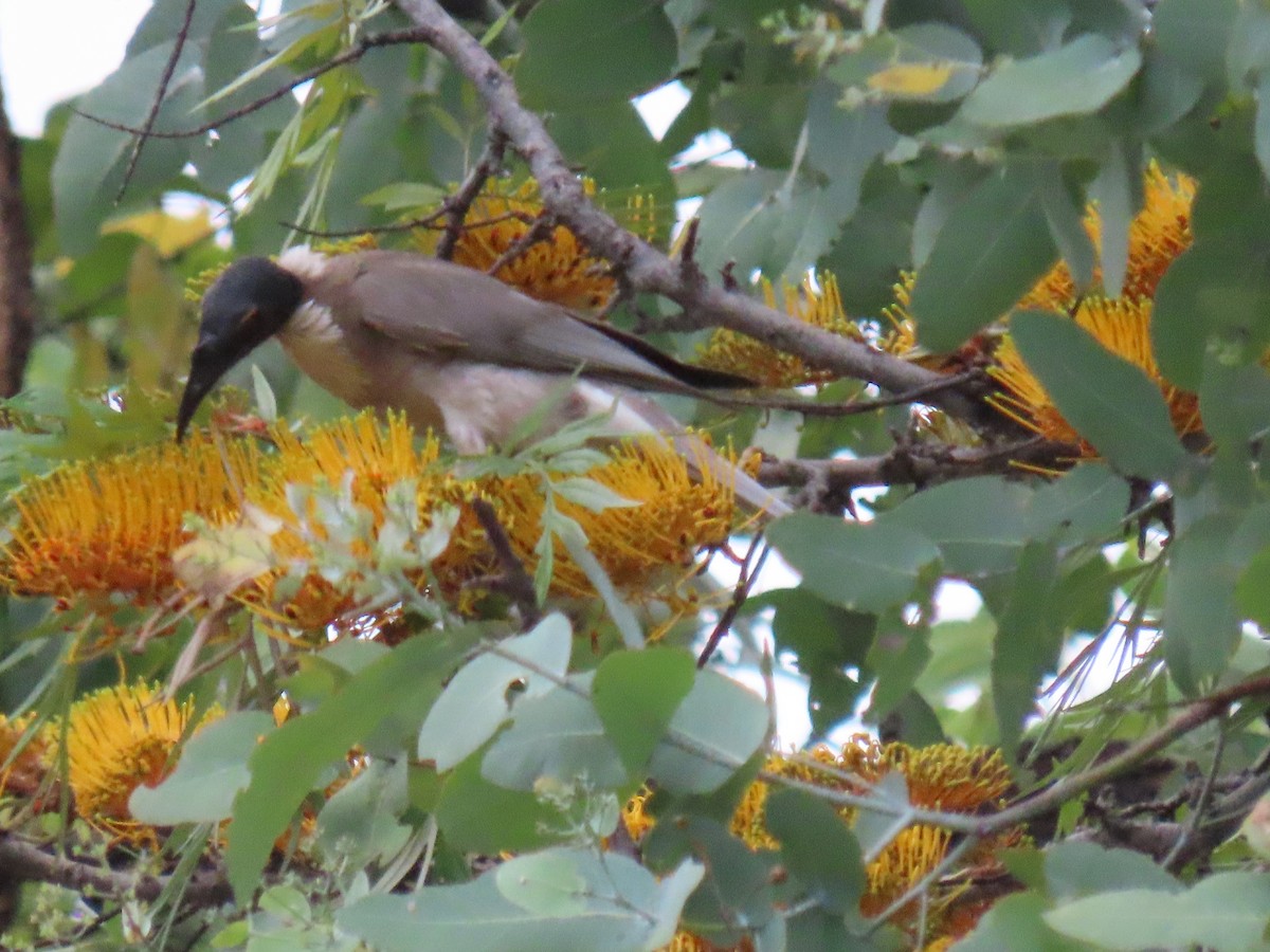 Noisy Friarbird - ML581681891